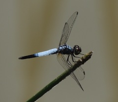 Brachydiplax farinosa