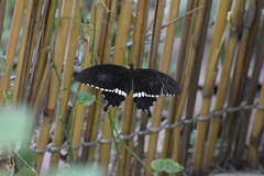 Papilio polytes