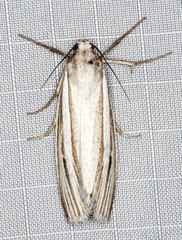 Ubida ramostriellus