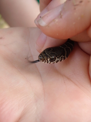Coluber constrictor foxii