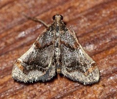 Scenedra decoratalis