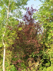 Prunus cerasifera pissardii