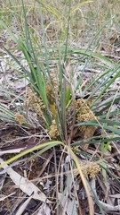 Lomandra multiflora dura