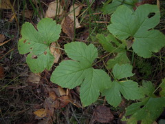 Rubus humulifolius
