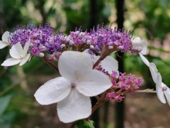 Hydrangea strigosa
