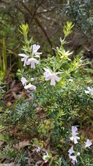 Westringia eremicola