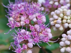 Hydrangea strigosa