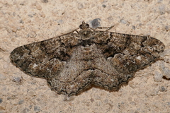 Peribatodes ilicaria