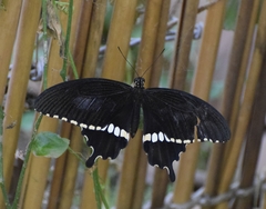 Papilio polytes