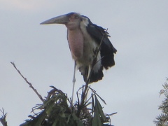 Leptoptilos crumenifer