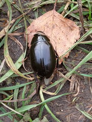 Hydrophilus aterrimus