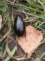 Hydrophilus aterrimus