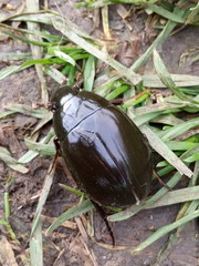 Hydrophilus aterrimus