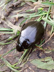 Hydrophilus aterrimus
