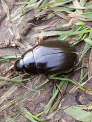 Hydrophilus aterrimus