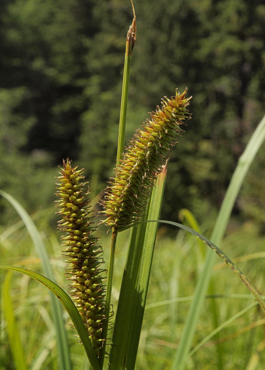 Carex utriculata