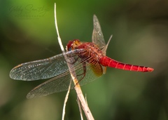 Crocothemis servilia