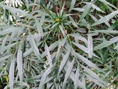 Berberis ganpinensis