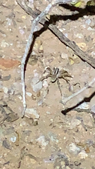 Camptocosa parallela