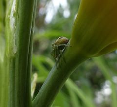 Australomisidia pilula