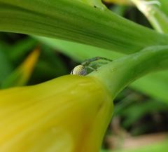 Australomisidia pilula