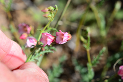 Hermannia verdoorniae