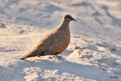 Petrophassa albipennis