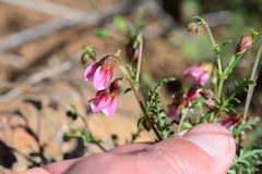 Hermannia verdoorniae