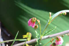 Hermannia verdoorniae