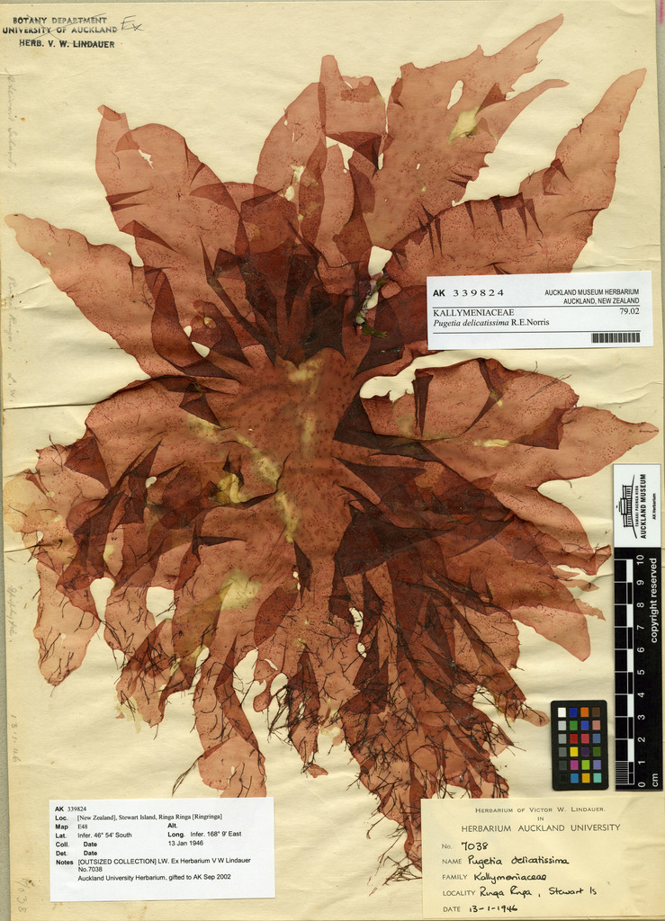Judithia delicatissima
