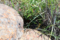 Hermannia verdoorniae