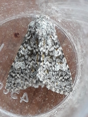 Polymixis flavicincta