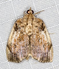 Crocidolomia suffusalis