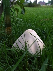 Agaricus arvensis image