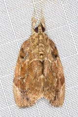 Crocidolomia suffusalis