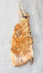 Crocidolomia suffusalis