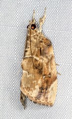 Crocidolomia suffusalis