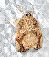 Crocidolomia suffusalis