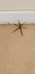 Pisaurina