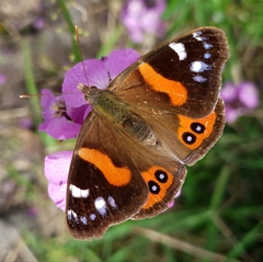 Vanessa gonerilla ida
