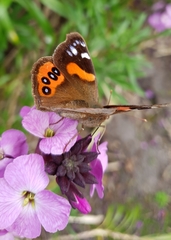 Vanessa gonerilla ida