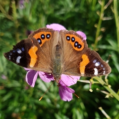 Vanessa gonerilla ida