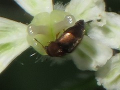 Heterhelus scutellaris