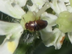 Heterhelus scutellaris