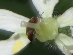 Heterhelus scutellaris