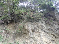 Metrosideros carminea