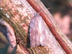 Acleris sparsana