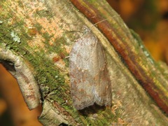 Acleris sparsana