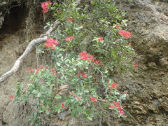 Metrosideros carminea