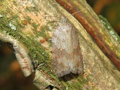 Acleris sparsana